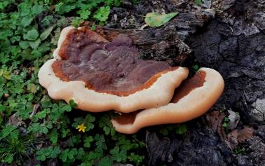 Reishi - Tajna dugovečnosti iz prirode