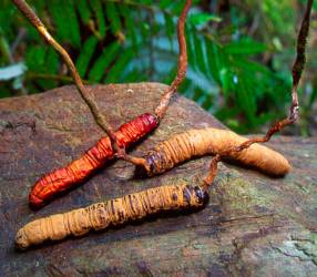 CORDYCEPS GLJIVA JAČA LIBIDO, ČUVA ZDRAVLJE