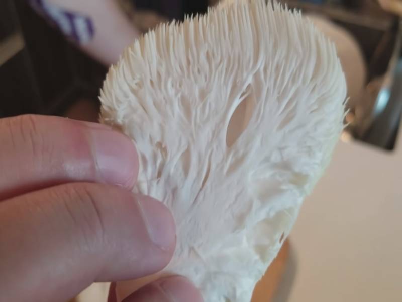 Lavlja griva medicinska gljiva (HERICIUM) nemačkog proizvođača Hawlik