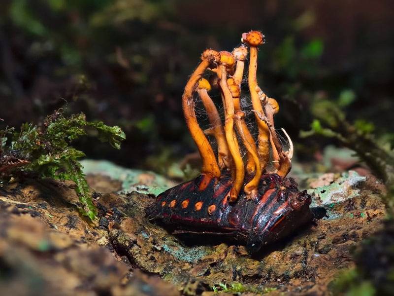 Zašto sportisti uzimaju Cordyceps gljivu