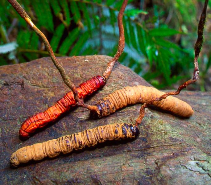 CORDYCEPS GLJIVA JAČA LIBIDO, ČUVA ZDRAVLJE